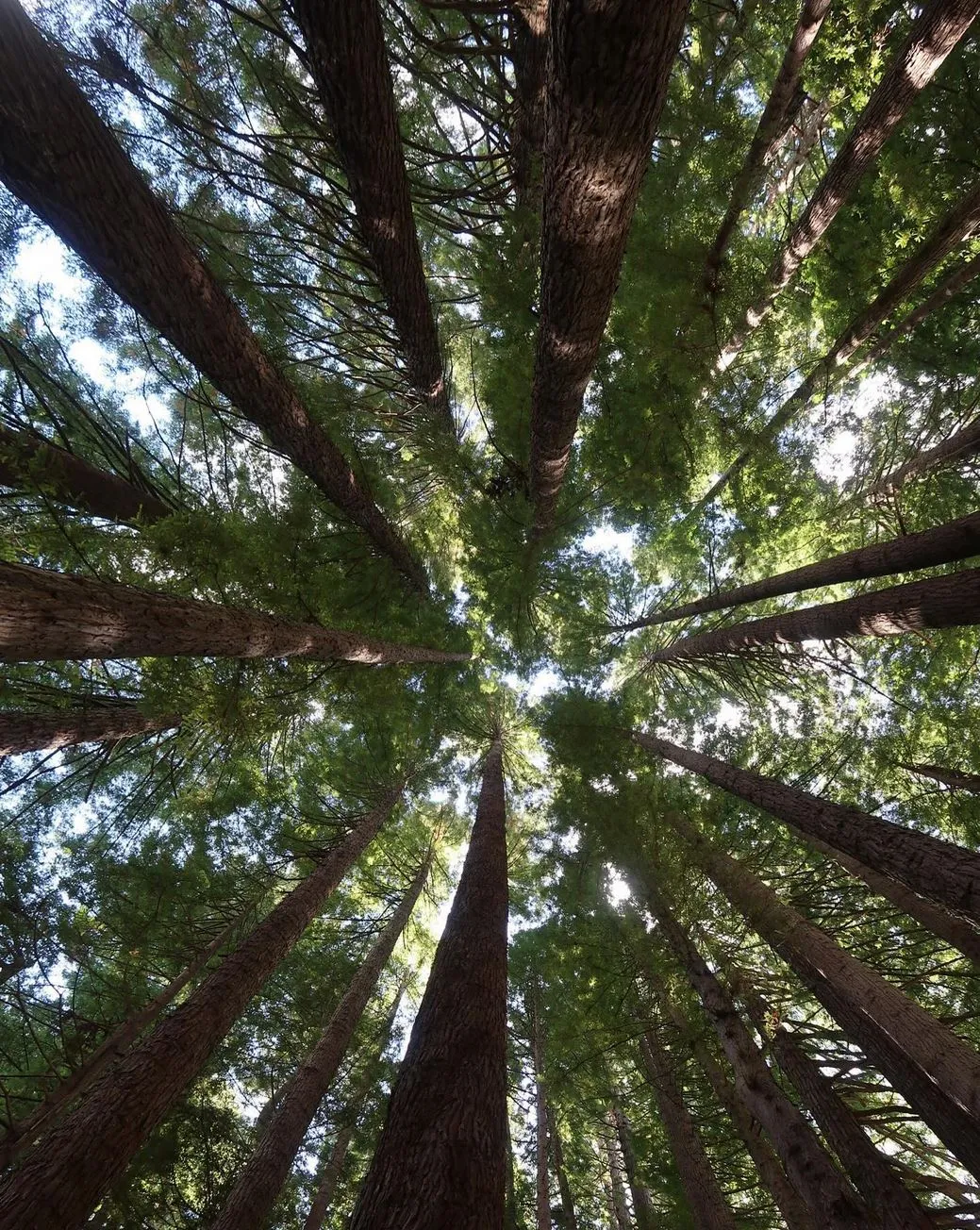 Great Otway National Park