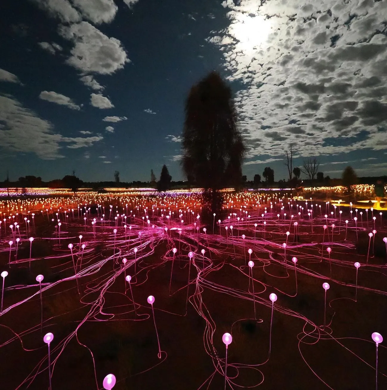 Can You See Uluru from Field of Light